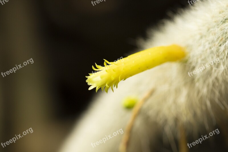 Cactus Yellow Nature Plant Flower