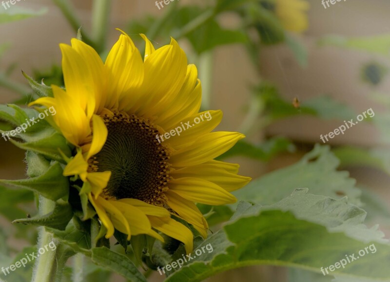 Sunflower Flowers Yellow Nature Sun