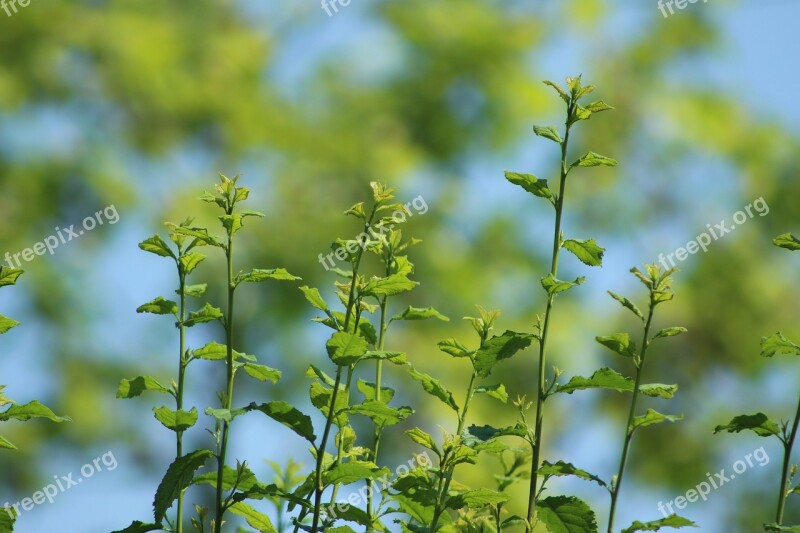 Tree Blat Nature Tee Bush