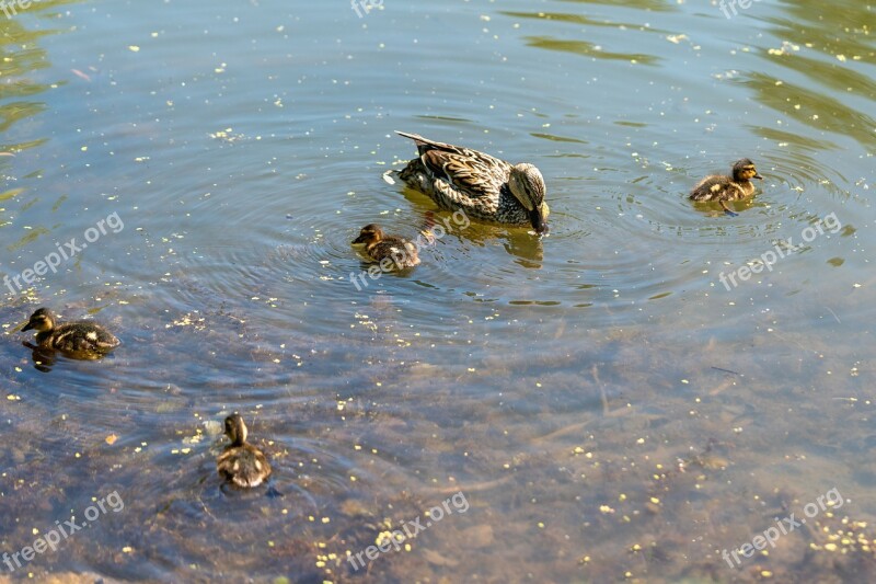 Duck Ducklings Bird Nature Outdoor