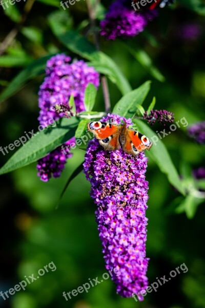 Nature Butterfly Garden Insect Summer