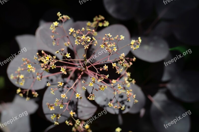 Ornamental Shrub Flowers Leaves Spring Garden