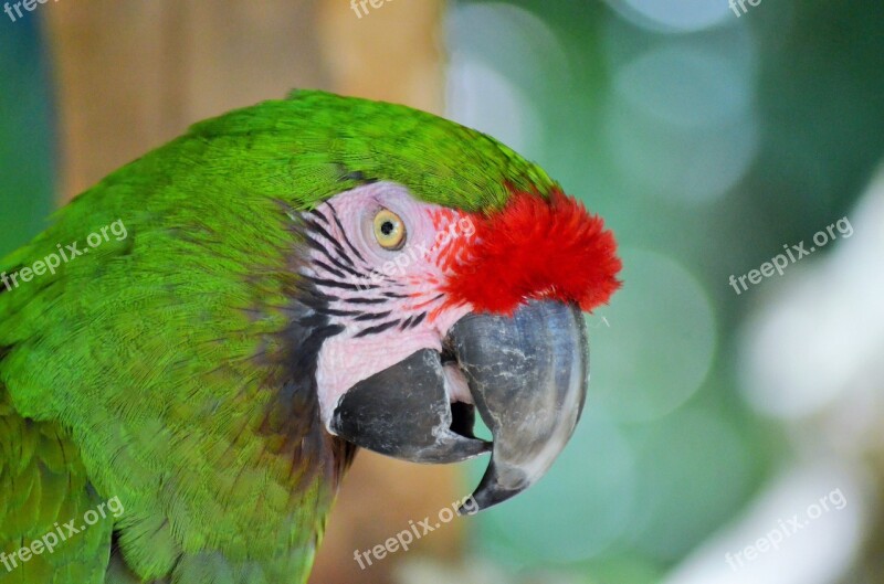 Green Macaw Bird Parrot Ara Green