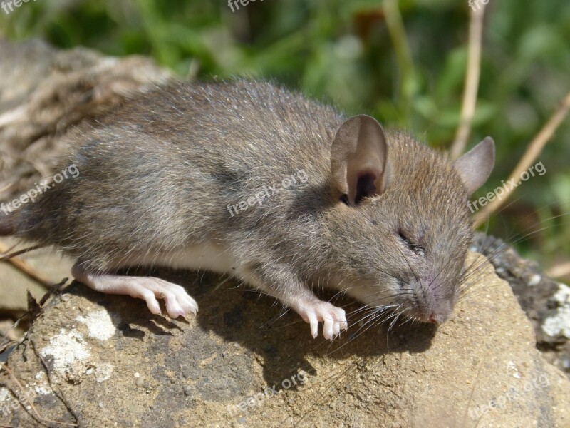 Rat Rat Field Rodent Rest Free Photos