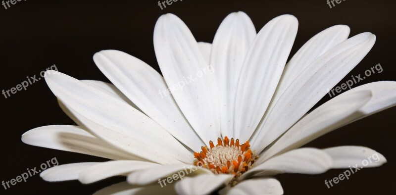 Gazánie White Blossom Bloom Flower