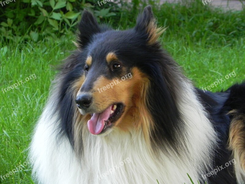 Collie Dog Purebred Dog Animal Cute