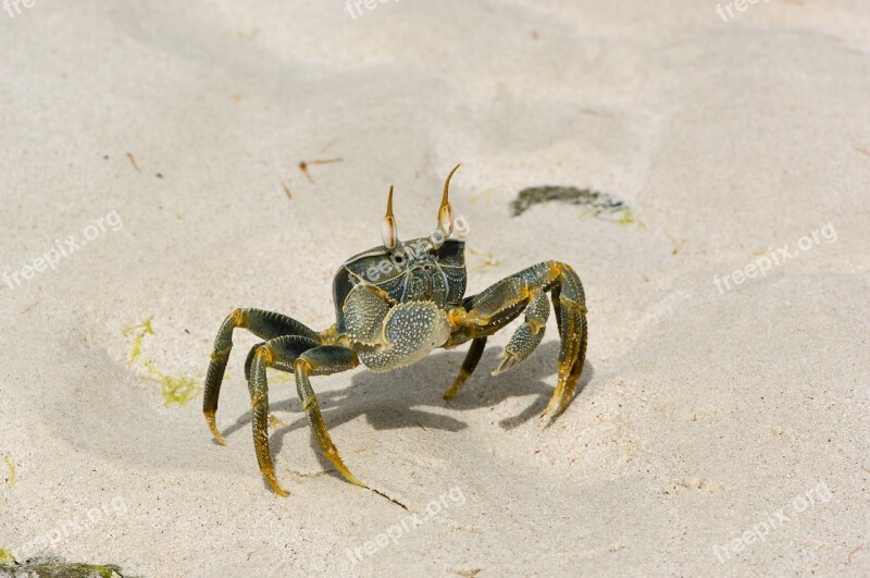 Cancer Shellfish Sand Beach Crab