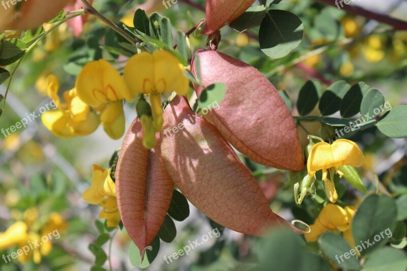 Nature Wild Yellow Flower Spring Seeds