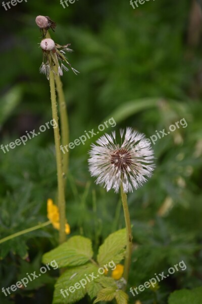 Dandelion Gone To Seed After The Rain Nature Free Photos