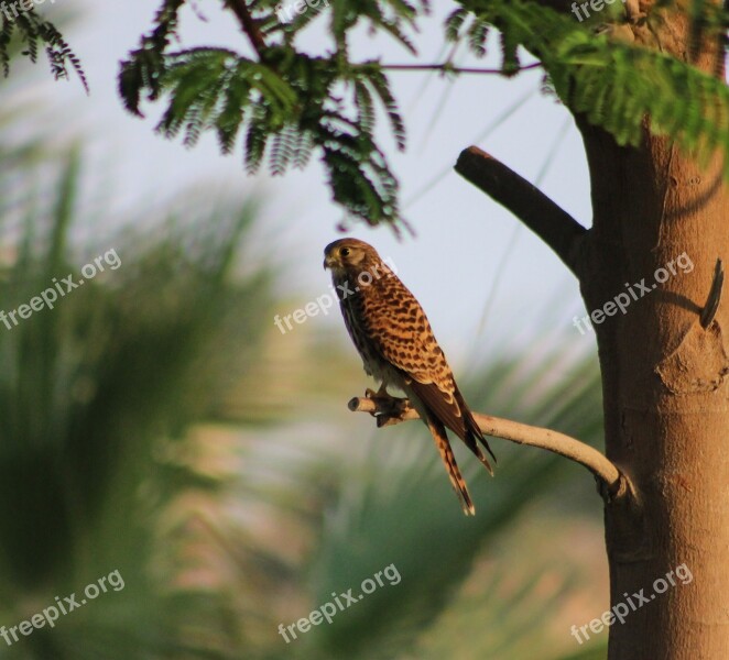 Kestrel Hunting Raptor Nature Bird