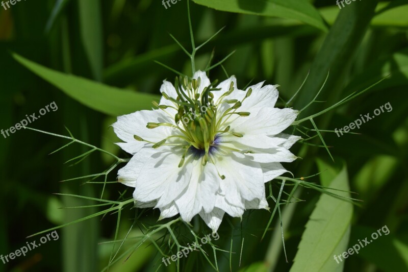 Flower Nigella White Summer Garden