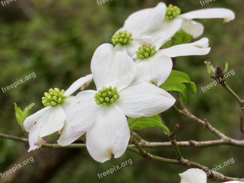 Dogwood Blooms Flowers Dogwood Blossom Plant