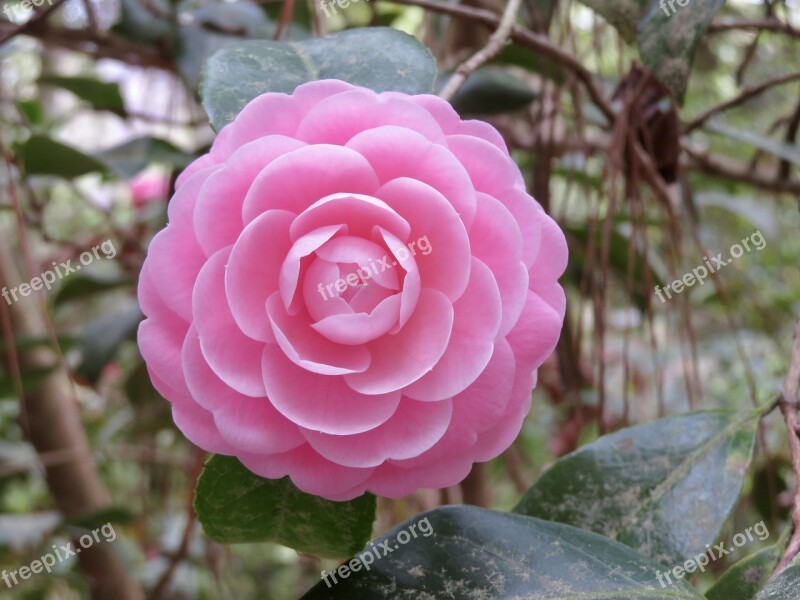 Camellia Flower Bloom Blossom Spring