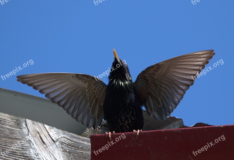 Starling Birds Wings Mating Free Photos