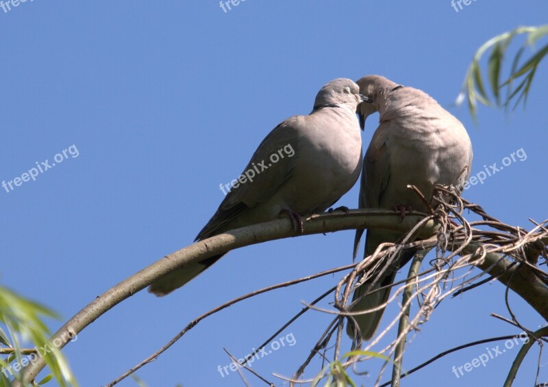 Pigeon Pair Love Couple Romance