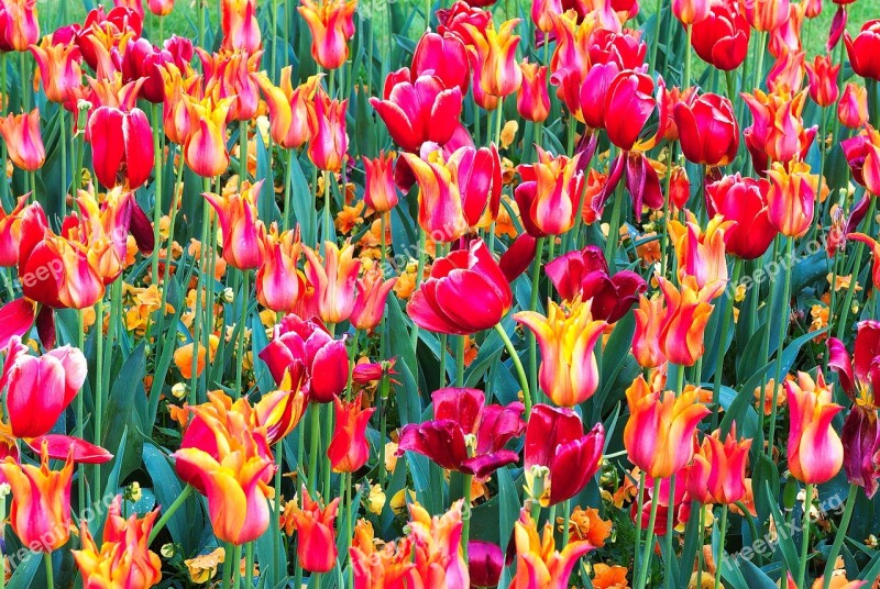 Tulips Colourful Spring Flowers Bright