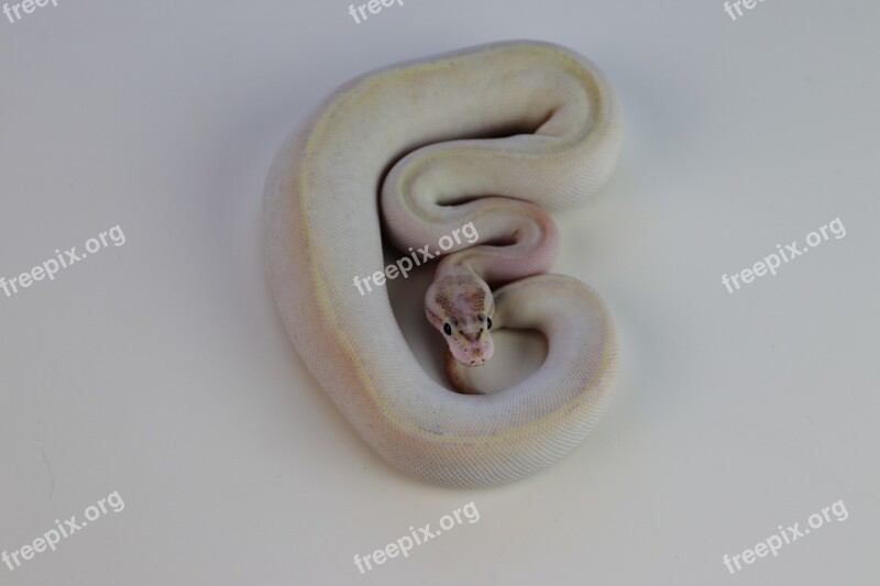 Ball Python Snake Reptile Orange Dream Desert Ghost