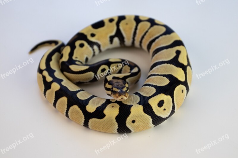 Ball Python Snake Reptile Orange Dream Desert Ghost