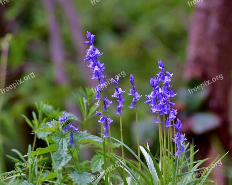 Flowers Blue Bellflower Flora Nature