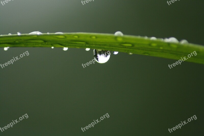 Waterdrop Finland Nature Forest Summer