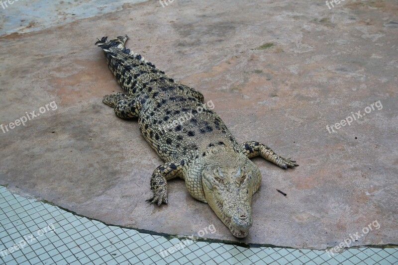 Crocodile Farm Zoo Crocodiles Reptile