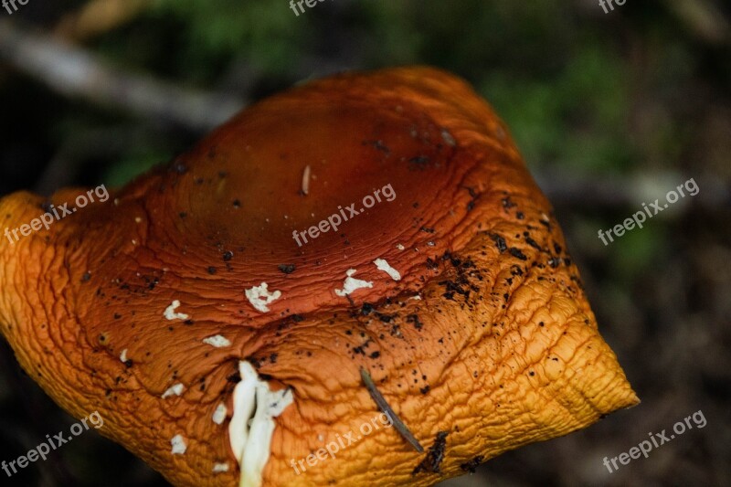 Mushroom Brown Forest Autumn Nature