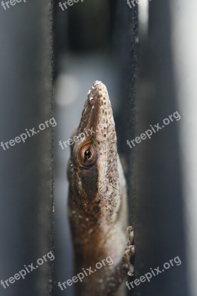 Lizard Green Anole Anole Reptile Animal