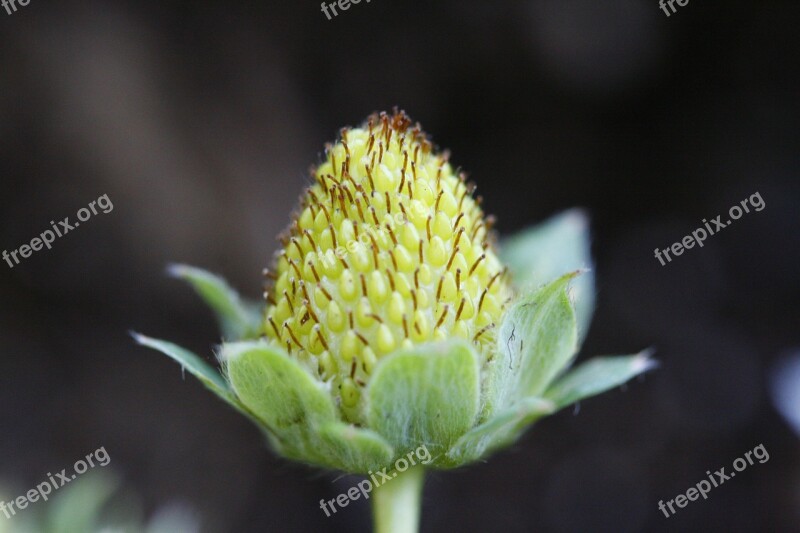 Unripe Fruit Plant Green Food