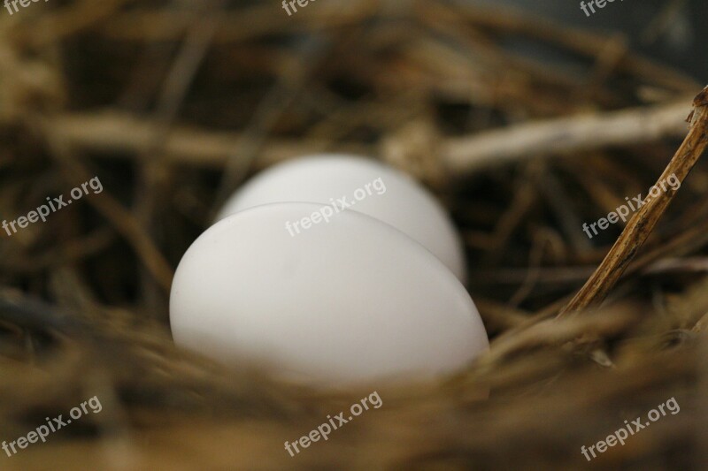 Eggs Nest Spring Nature Bird