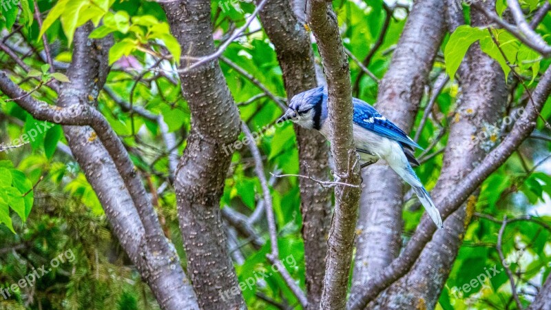 Jay Bluejay Birds Winnipeg Canada