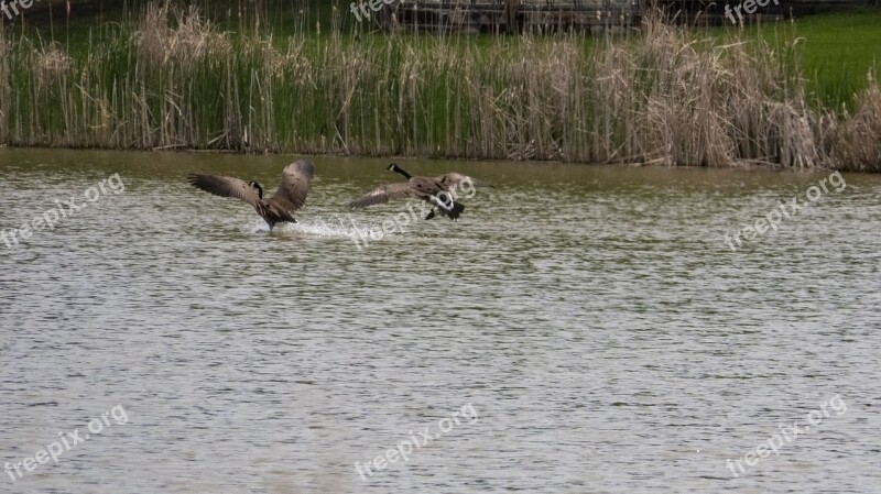 Canada Geese In Flight Landing Waterfowl Flight