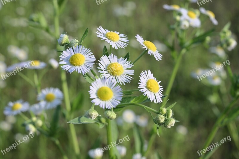 Landscape Flowers Green Spring Blooming