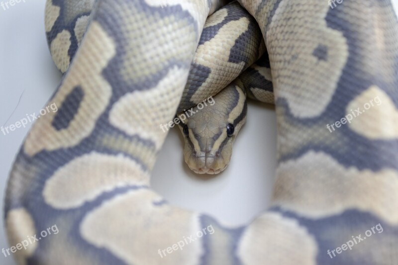 Ball Python Snake Reptile Orange Dream Desert Ghost