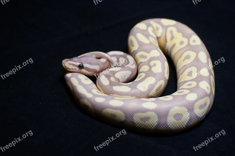 Ball Python Snake Reptile Orange Dream Desert Ghost