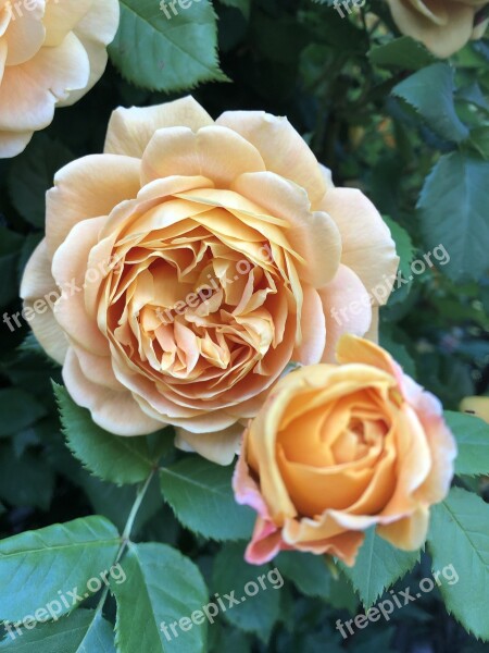 Roses Flowers Nature Bloom Blossom