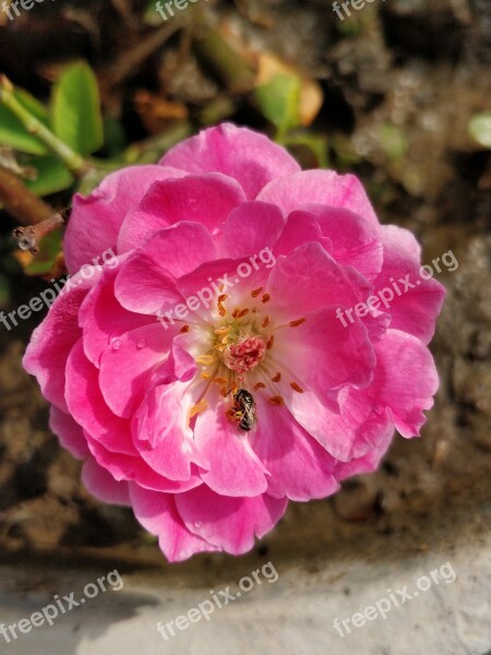 Pink Rose Rosa Flower Nature Free Photos