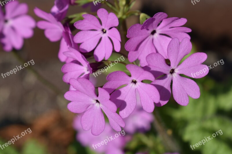 Flower Inflorescence Summer Garden Nature