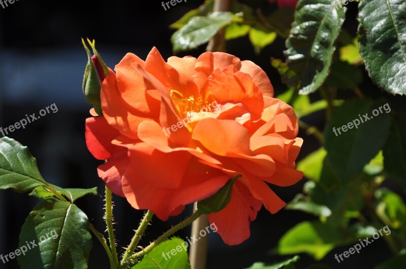 Pink Rosary Flower Garden Orange Rose