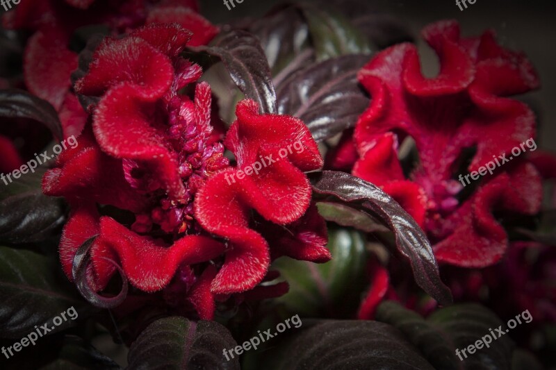 Celosia Red Flower Blossom Bloom