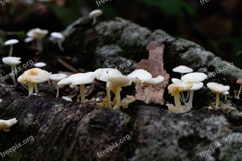 Mushroom Pa He Mos The Forest Floor