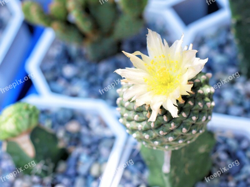 Cactus Flower Flower Nature Grafted Flora