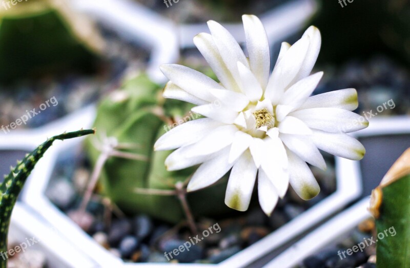 Cactus Flower Cactus Flowers Bloom Flora