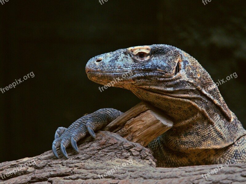 Animal Reptile Varan Komodský Lizard