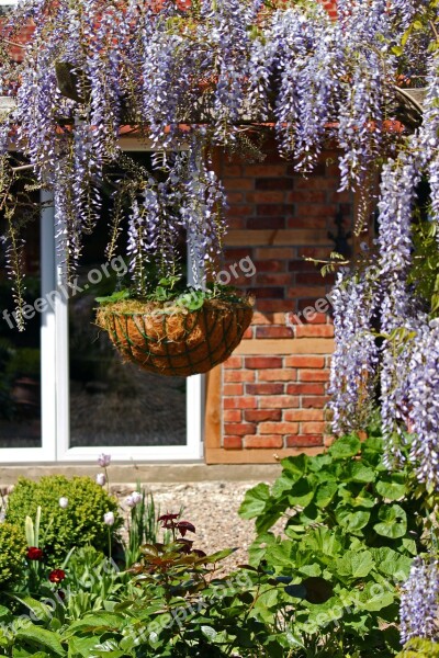 Blue Rain Creeper Laburnum Garden Spring