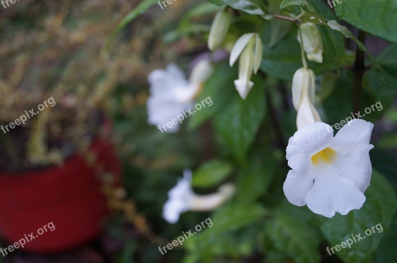 Flowers Garden Nature Flower Spring