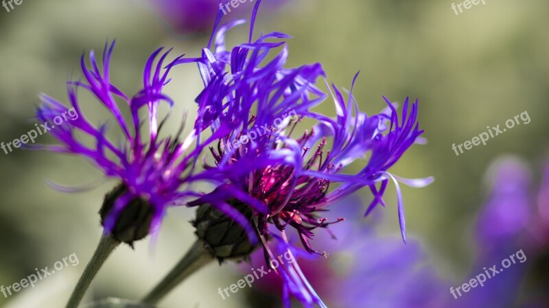 Flower Purple Plant Free Photos