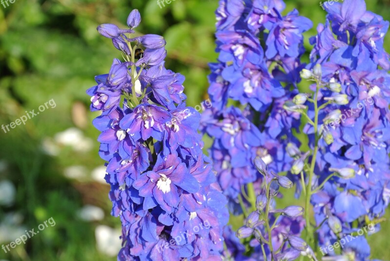 Flower Purple Beautiful Garden Bloom