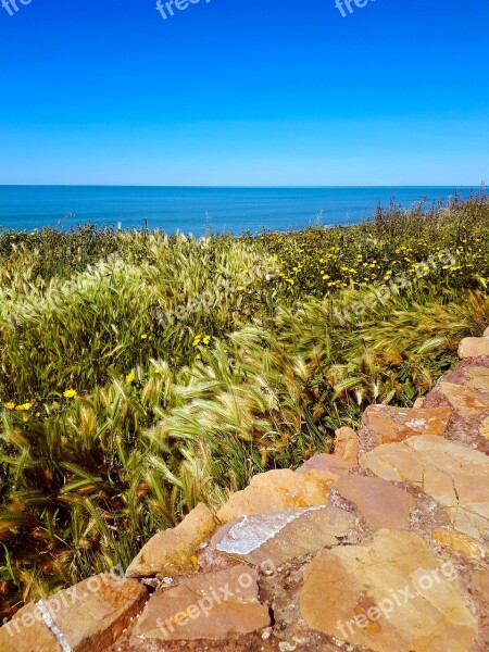 Easter Monday Mimosa The First Of May Sea Landscape