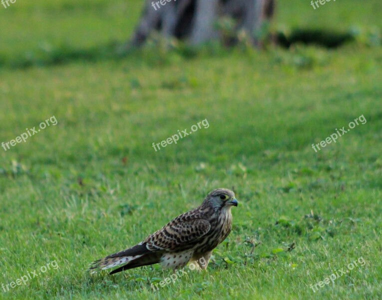 Kestrel Watching Flying Raptor Nature