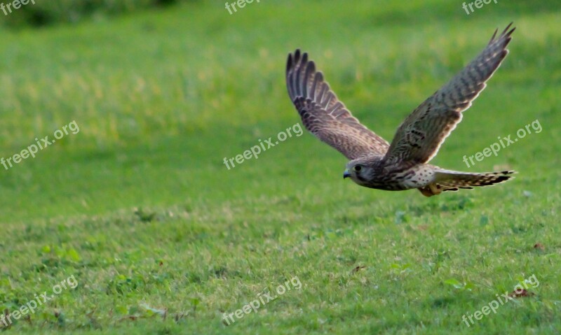 Kestrel Hunting Flying Raptor Nature